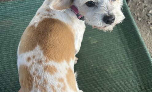 Peek-A-Dog Grooming South Gate