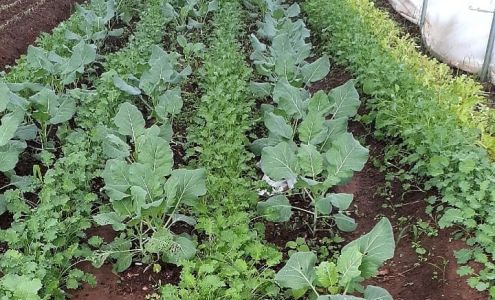 Love Blossom Farm Marshallville