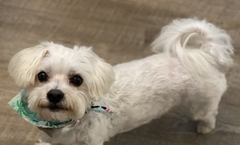 To Wag For - Boutique & Grooming