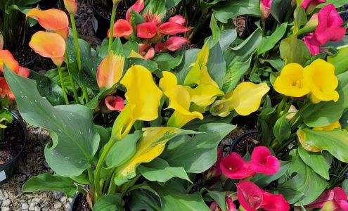 Hamilton Outdoor Supply Hamilton