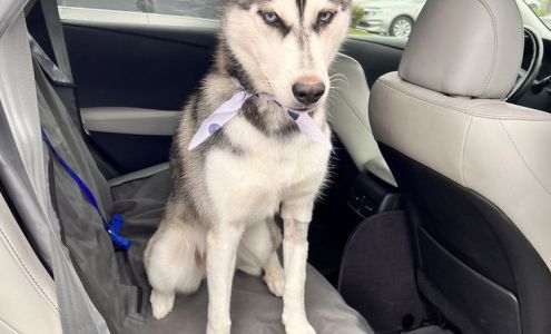 Mutt Cutts Dog Spa& Mobile Grooming