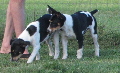 Clan Clark Decker Line Rat Terriers