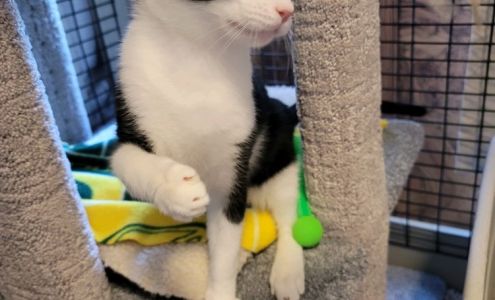 Whis-Purr Rescue Inc.