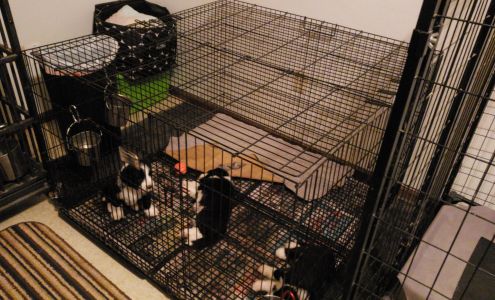 4 Paws Pet Grooming Herington