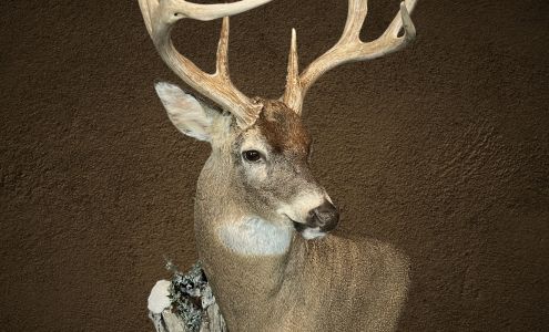 Wessner's Taxidermy Tower City