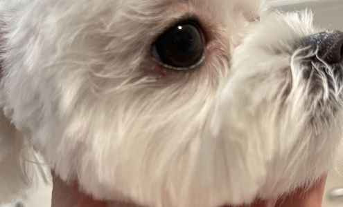 MG Planet Pet Grooming