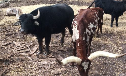 North Mountain Outfitters Hughesville