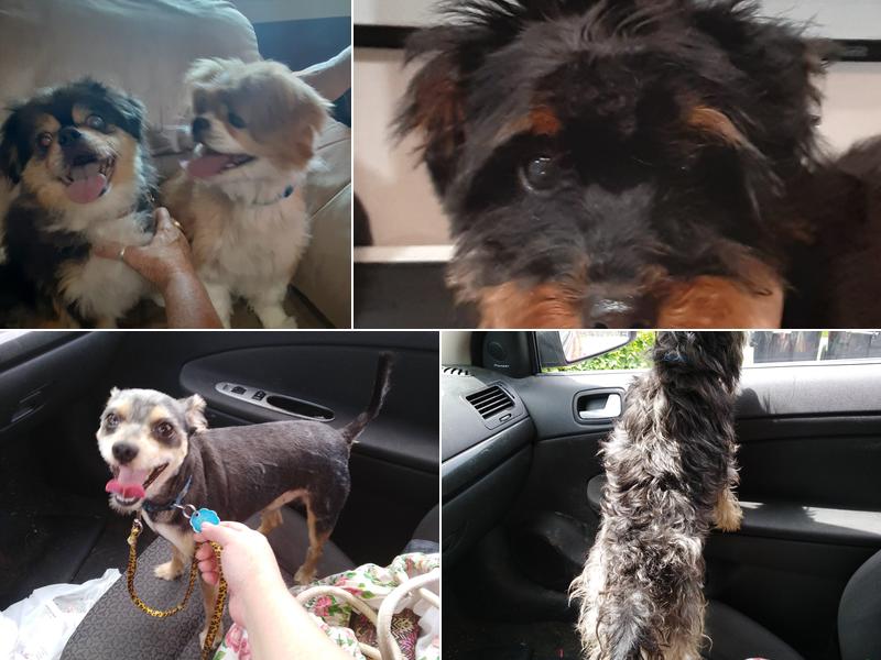 All Paws & Claws Grooming Salon