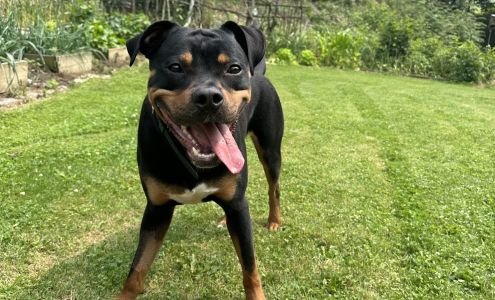 Ringer's Pet Dog Training