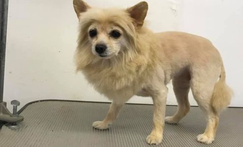 Around the Clock Pet Salon Sonora