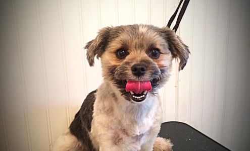 Littlest Pet Salon 909 MacArthur St, Bunkie Louisiana 71322