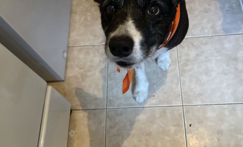 Dee's Pets & Supplies