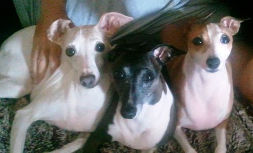 Johnstown Pet Services