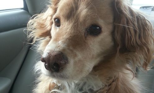 Reigning Cats & Dogs