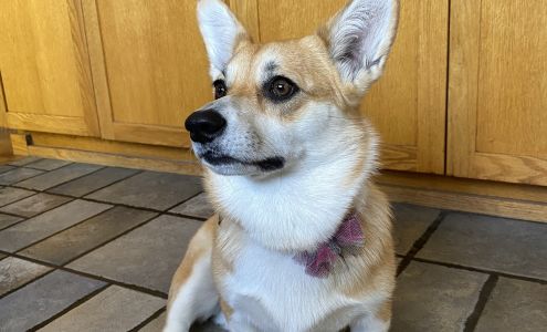 Pups N Such 102 Ellis St, King City California 93930