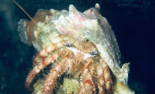 Exotic Sealife International Inc