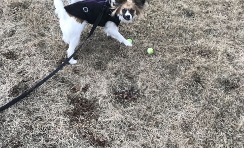 Kitty's Dog Walking Winthrop Harbor