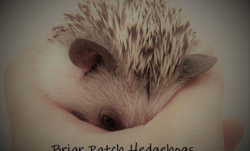 Briar Patch Hedgehogs BY APPOINTMENT ONLY