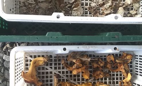 Daschers Mushrooms Gardiner