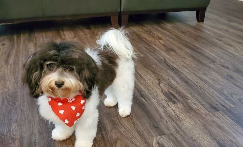 Adorable Pet Day Spa