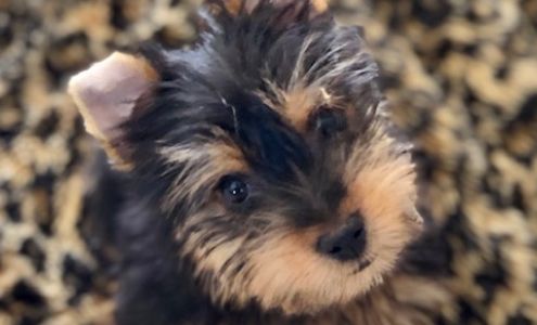 Silky Terriers From The Heartland Waterville