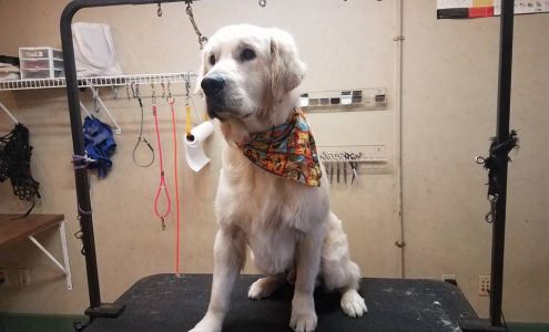 Canine Designz 304 W Main St, Loudonville Ohio 44842