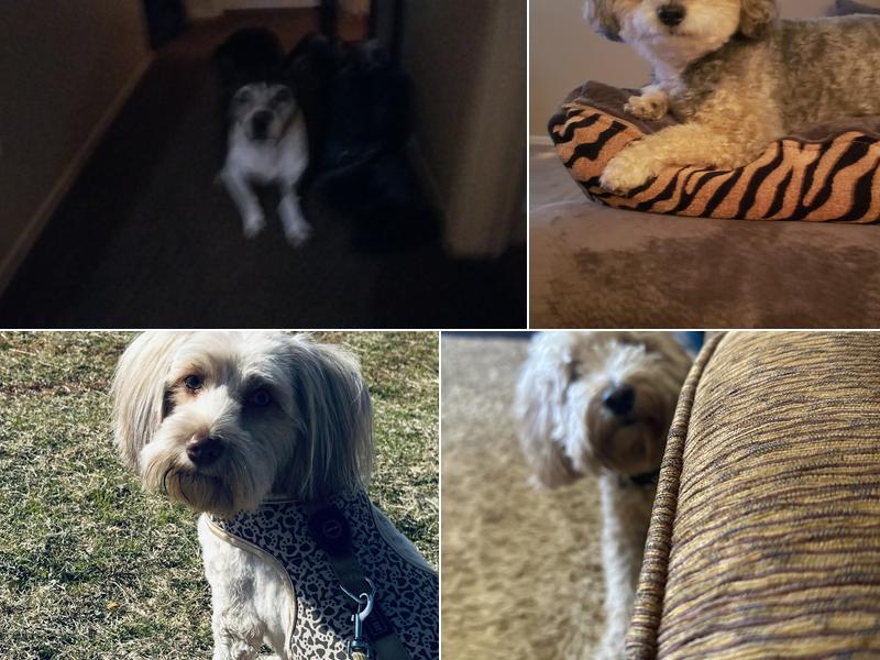 Puppy Land Dog Grooming