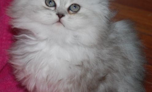 pennyspersians Atkinson