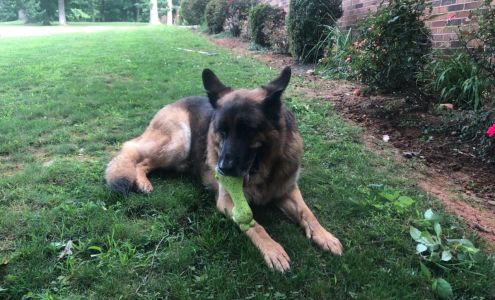 Pet Stop of the Foothills