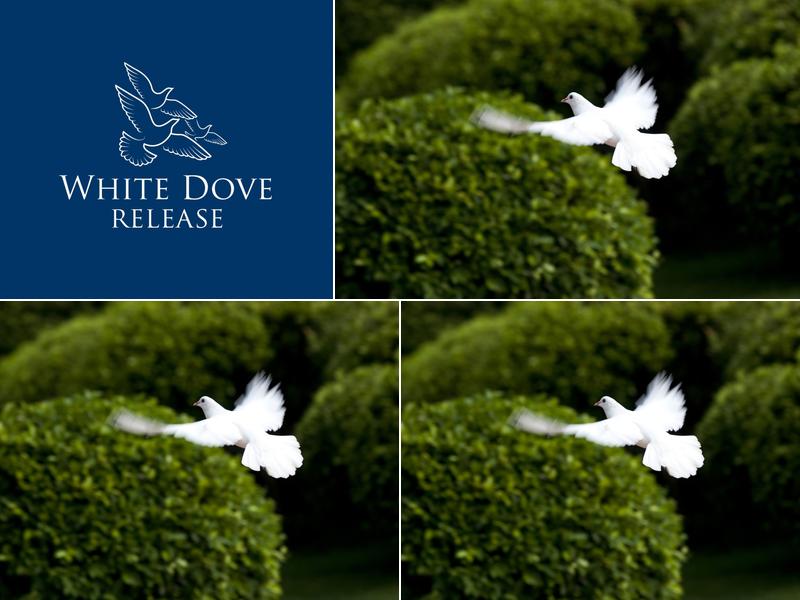 White Dove Release, Inc.
