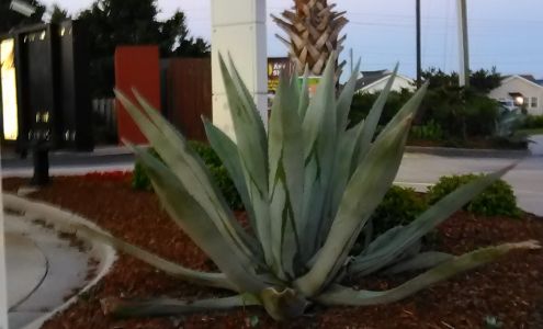 Saltwater Raised Atlantic Beach