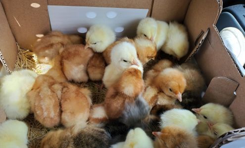 Bjerga's Feed Store Motley