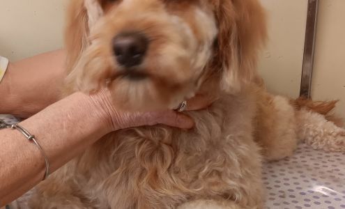 Pampered Pets Grooming by Hope Cerro Gordo