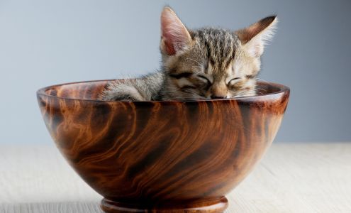 Karma Kat Cafe & Rescue