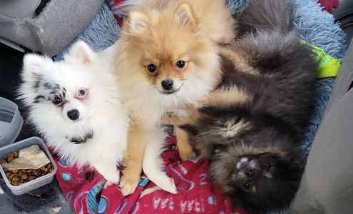 Anita's Puppy Palace Mobile Pet Grooming And Boarding Kennels Kent