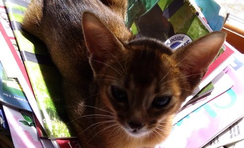 Highgait Paws Clintondale