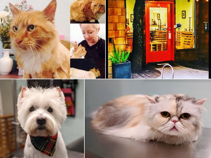 Mucky Pup Studio Dog & Cat Grooming Heather Tuthill