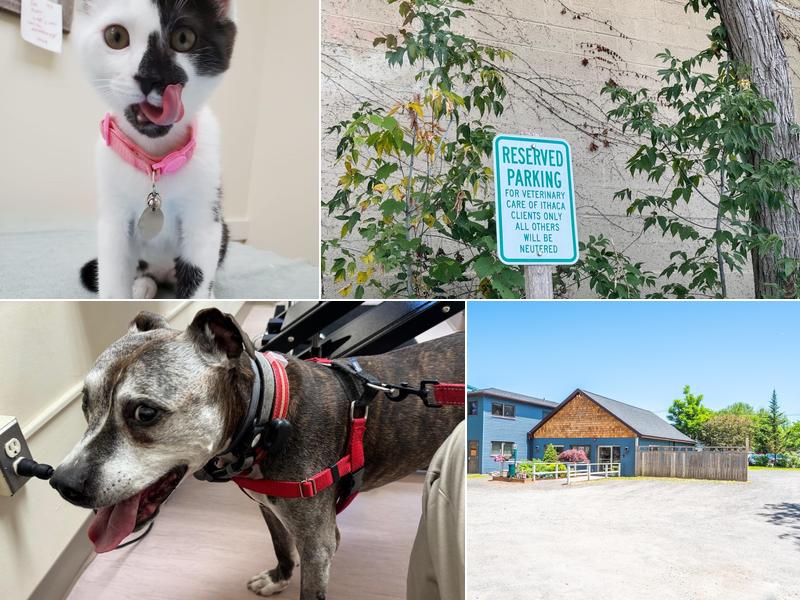 Veterinary Care of Ithaca
