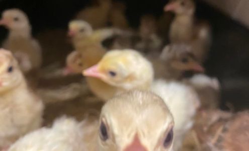 Kolling Pharm Chapman