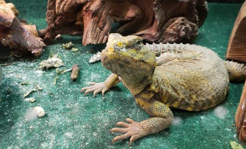 Betta Pets & Supplies