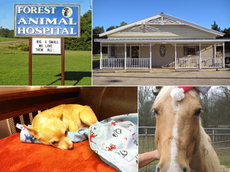 Forest Animal Hospital