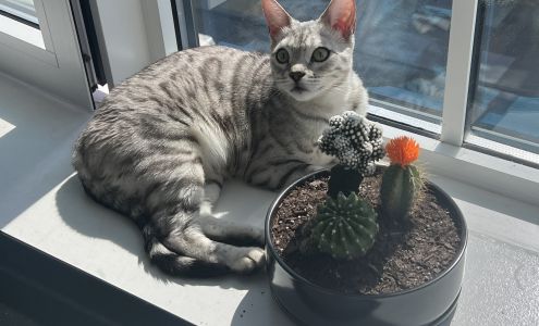 Sydnee's Pet Grooming