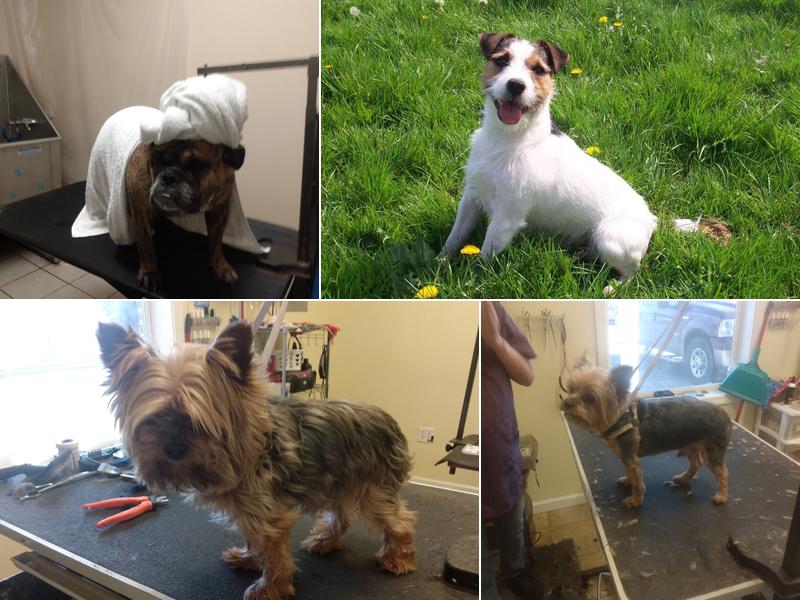 Paw Paw Patch Dog Salon