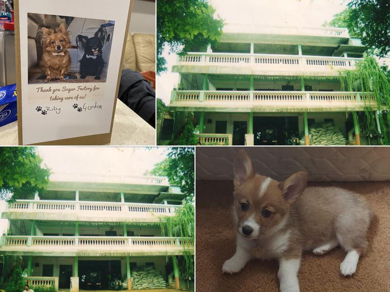 Sugar Factory Veterinary Clinic