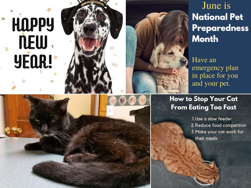 Buckingham Equine Veterinary Clinic