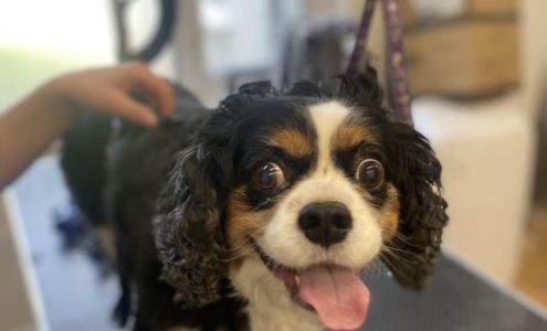 Vermont Raw Pet Food Huntington