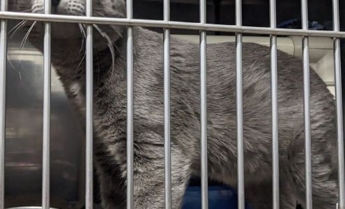 Mesabi Humane Society