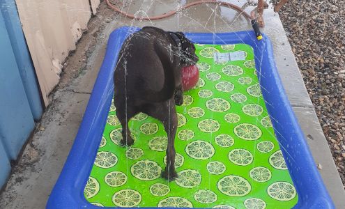 Animal Health Center