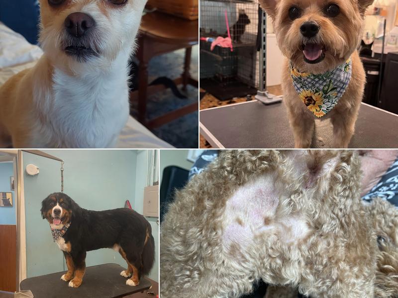 Kasey's Canine Castle