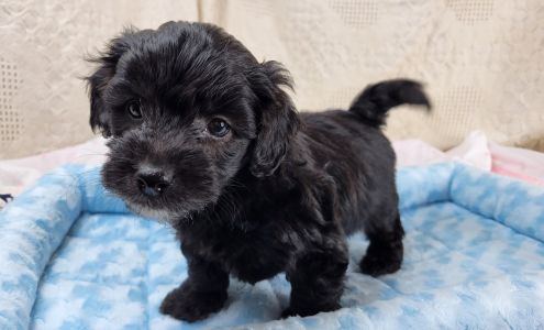 Viking Pet Center & Patti's Grooming